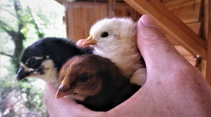 Faire ses poussins soi-même