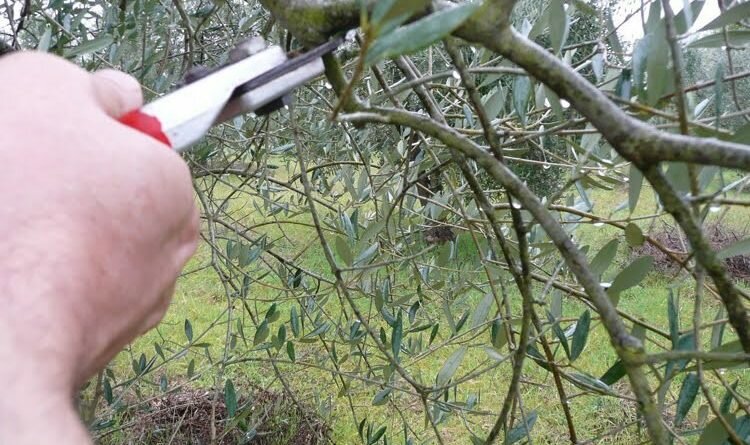 Quelques conseils pour la taille des oliviers