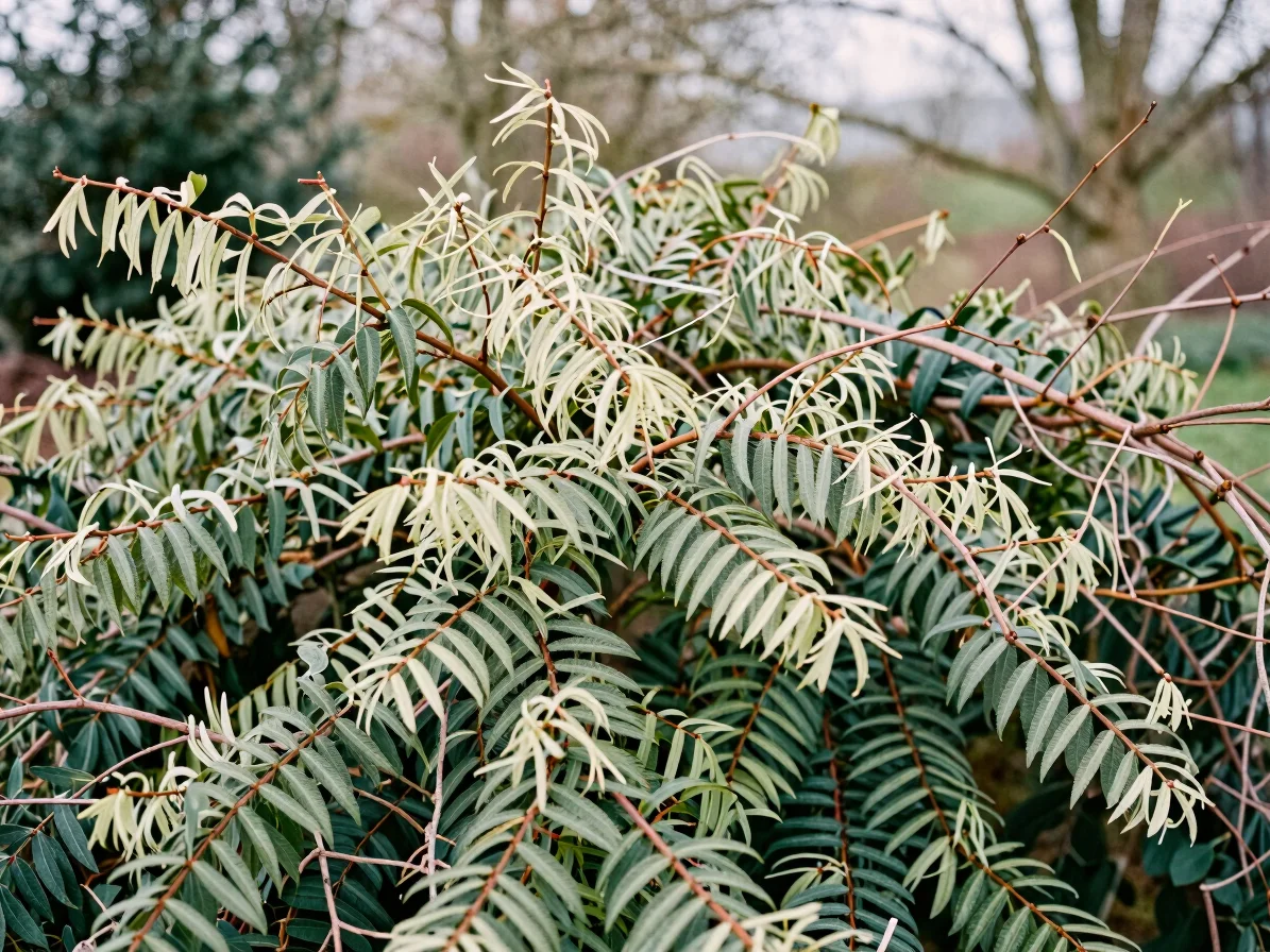 Authentic close photograph of a mixed native hedgerow with hawthorn and hazel leaves in soft natural daylight, calm docu
