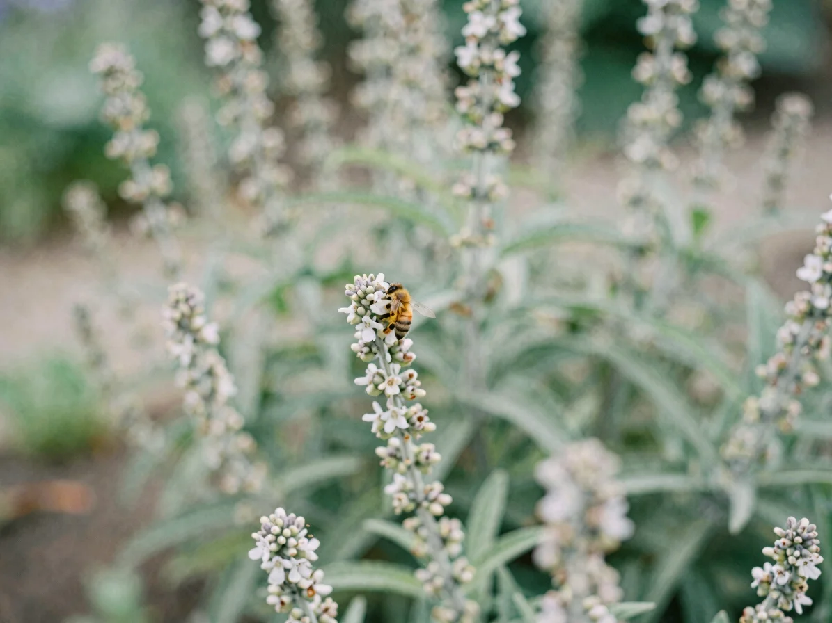 Authentic photograph of perennial flowers in bloom with bees foraging, soft daylight, natural garden setting, 35mm lens